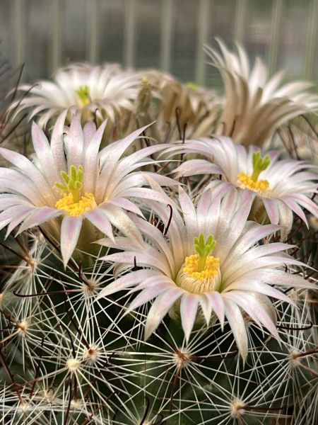 Mammillaria barbarta - Pinaleno Mountains